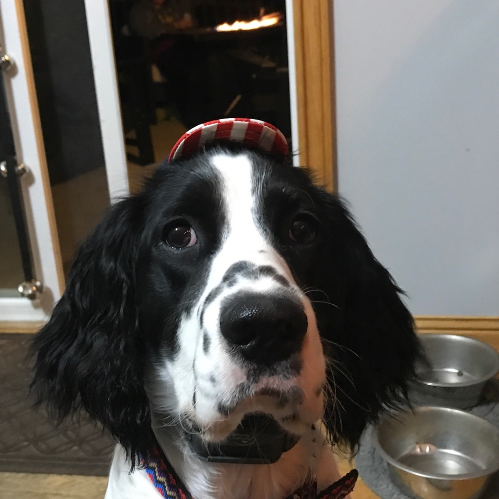 Meet your Posher, Raiven